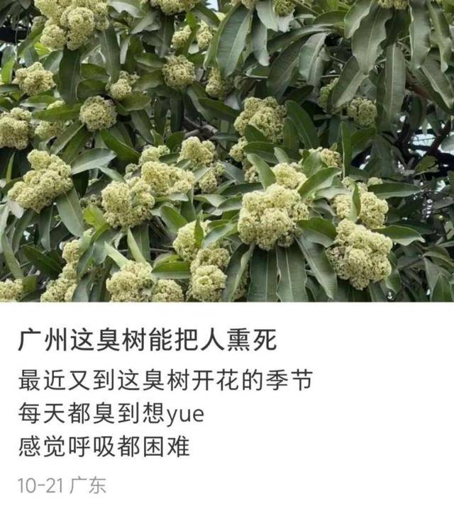 如何申请皇冠信用网_“臭到怀疑人生”！广东街头再次出现“风油精炒排骨”的味道如何申请皇冠信用网，到底是什么？