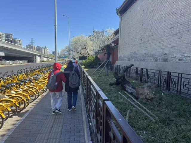皇冠信用網结算日
_大风吹倒雍和宫外白碧桃皇冠信用網结算日
，园林部门称将移植到苗圃救治