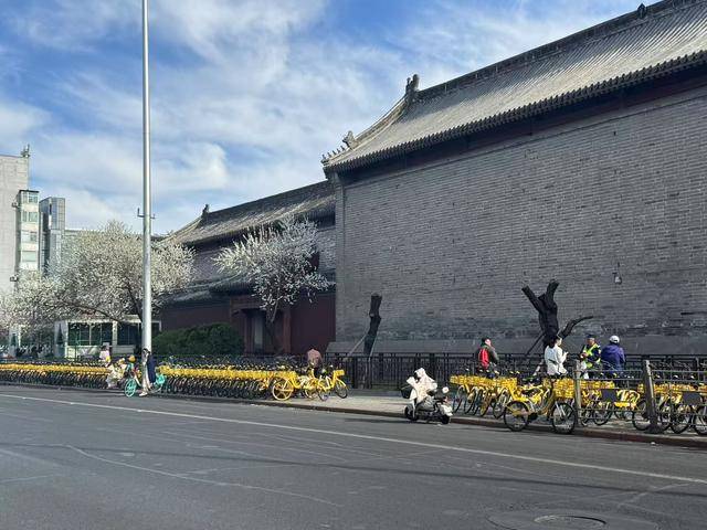皇冠信用網结算日
_大风吹倒雍和宫外白碧桃皇冠信用網结算日
，园林部门称将移植到苗圃救治