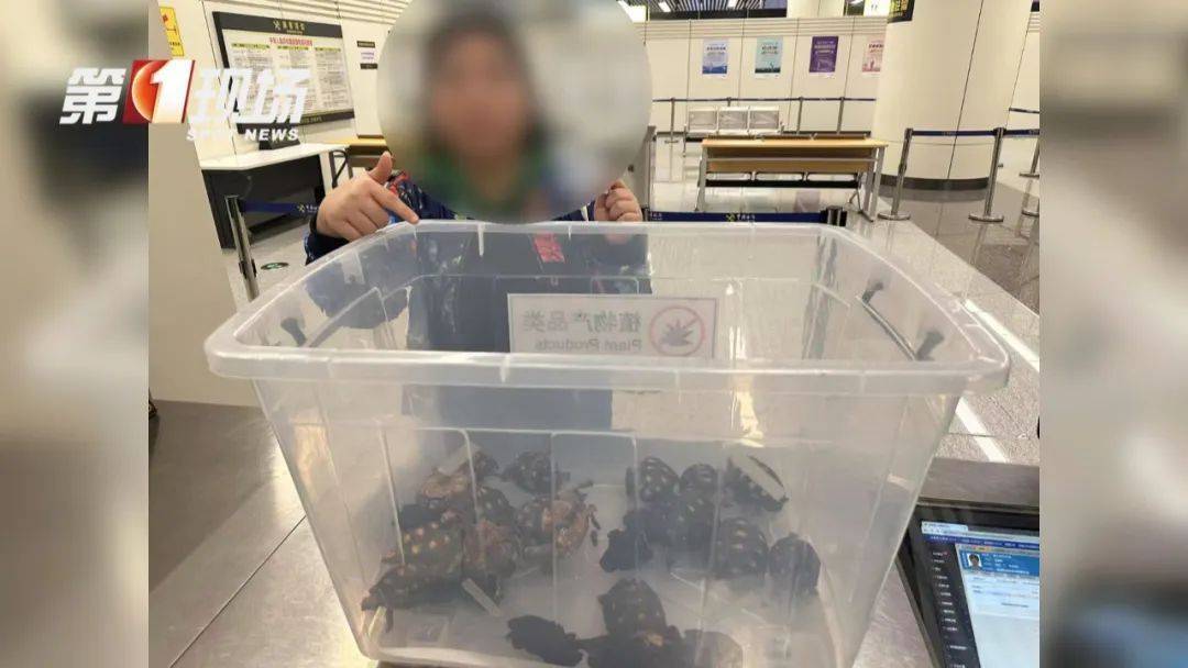 皇冠信用網哪里申请
_女子腰腹部异常鼓起皇冠信用網哪里申请
！一查发现28只活的…