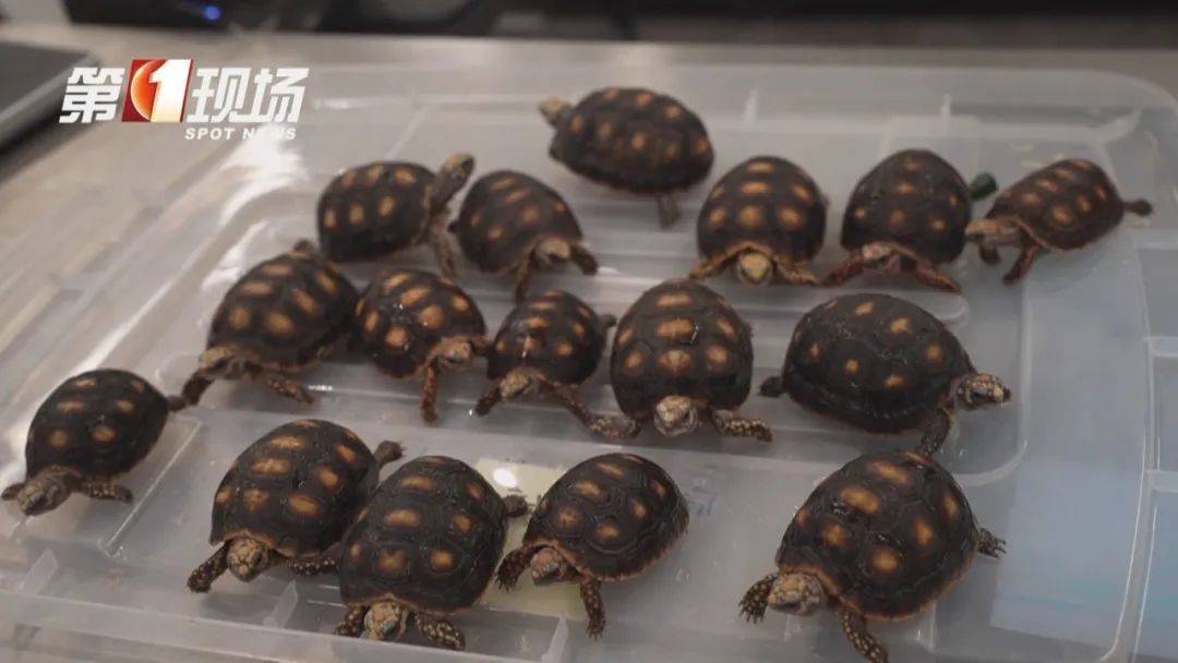 皇冠信用網哪里申请
_女子腰腹部异常鼓起皇冠信用網哪里申请
！一查发现28只活的…