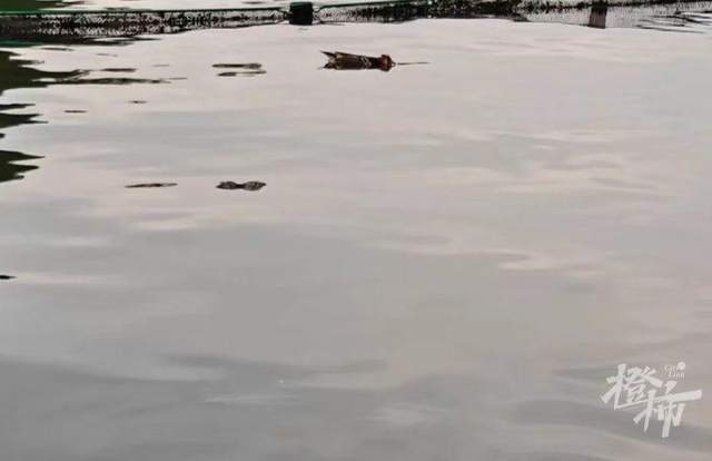 皇冠信用網登3代理申请
_西湖里的鸳鸯被弹弓打死？ 景区介入调查皇冠信用網登3代理申请
，已初步锁定伤害小鸳鸯的人