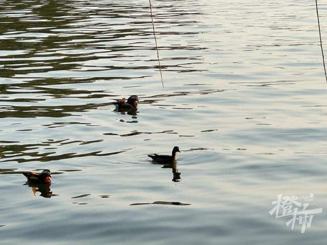 皇冠信用網登3代理申请
_西湖里的鸳鸯被弹弓打死？ 景区介入调查皇冠信用網登3代理申请
，已初步锁定伤害小鸳鸯的人