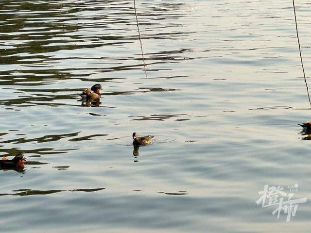 皇冠信用網登3代理申请
_西湖里的鸳鸯被弹弓打死？ 景区介入调查皇冠信用網登3代理申请
，已初步锁定伤害小鸳鸯的人