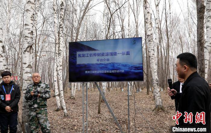 皇冠信用盘代理申请
_黑龙江：今年预计采集20万吨桦树汁 带动林区增收超4亿元