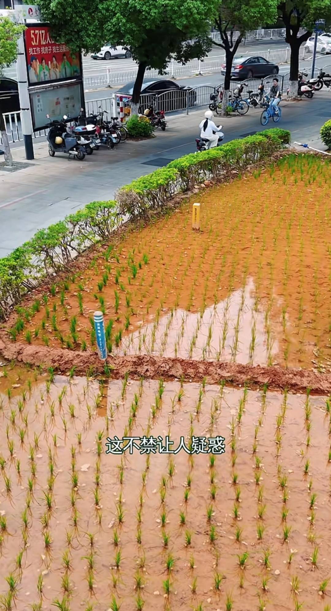 皇冠信用登2代理网址
_谁种的？东莞闹市区绿化带惊现水稻皇冠信用登2代理网址
，网友化身福尔摩斯来探案，家居广场：商户提的建议
