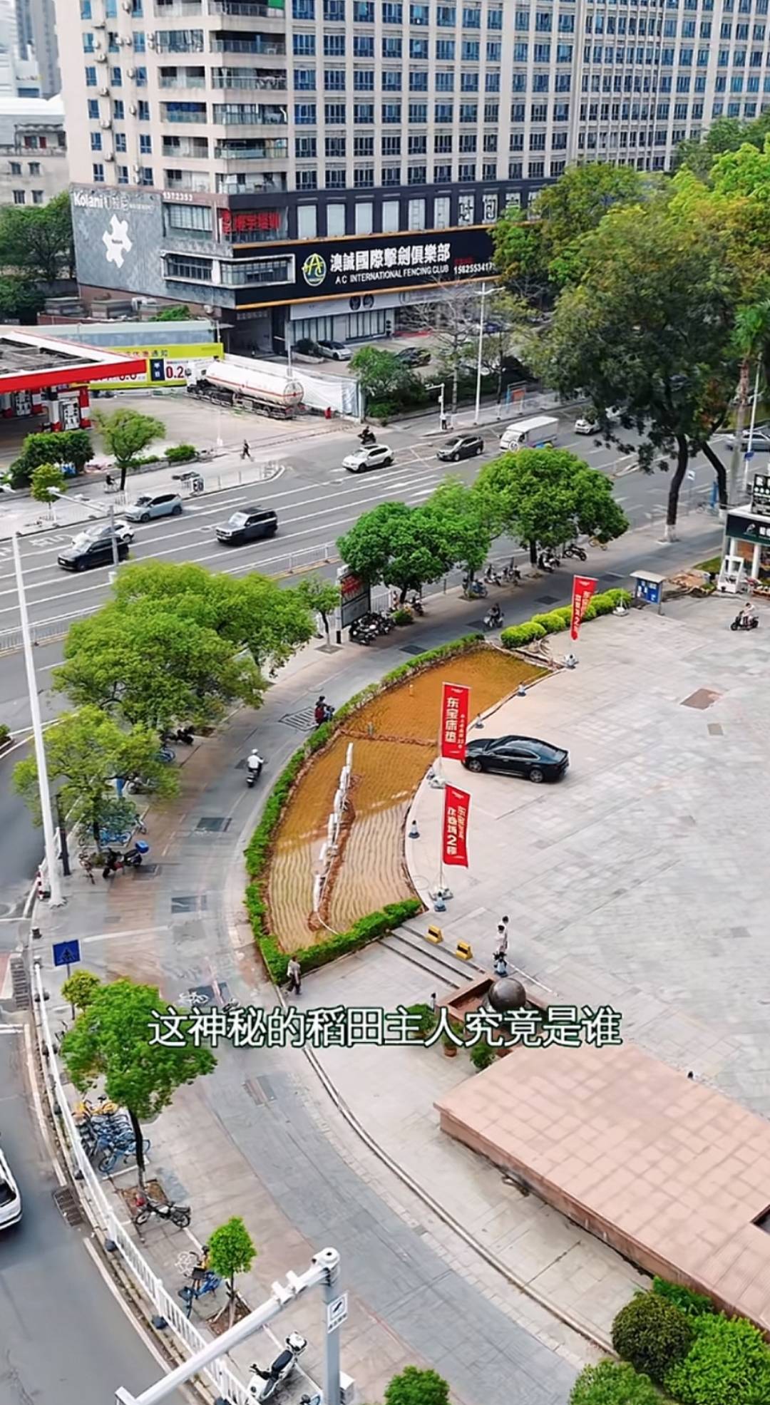 皇冠信用登2代理网址
_谁种的？东莞闹市区绿化带惊现水稻皇冠信用登2代理网址
，网友化身福尔摩斯来探案，家居广场：商户提的建议