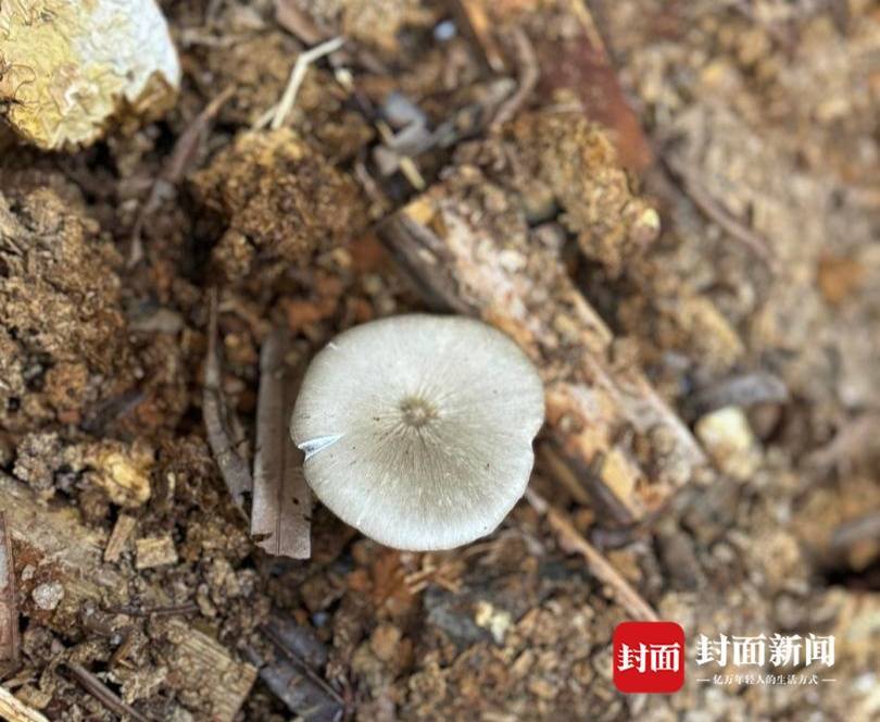 信用盘如何申请
_价格腰斩信用盘如何申请
！四川人即将实现鸡枞菌自由