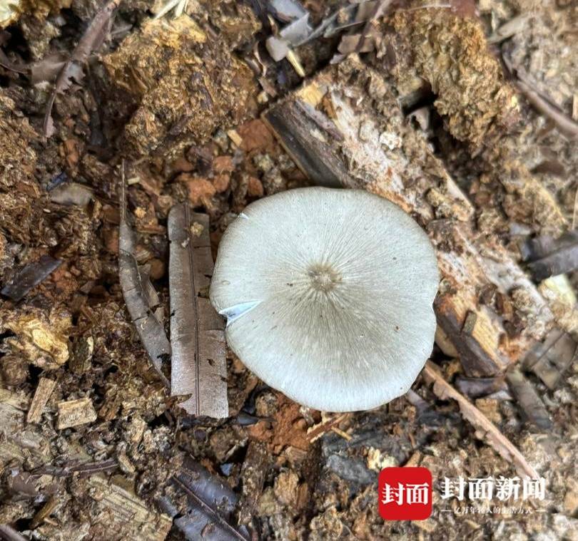 信用盘如何申请
_价格腰斩信用盘如何申请
！四川人即将实现鸡枞菌自由