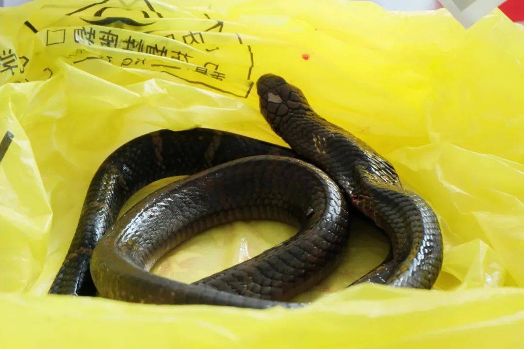 奥胡斯vs弗雷德里西亚_眼镜王蛇咬伤老人奥胡斯vs弗雷德里西亚,家属拖两米多长的“凶手”冲进医院!“拎蛇就医”可取吗?