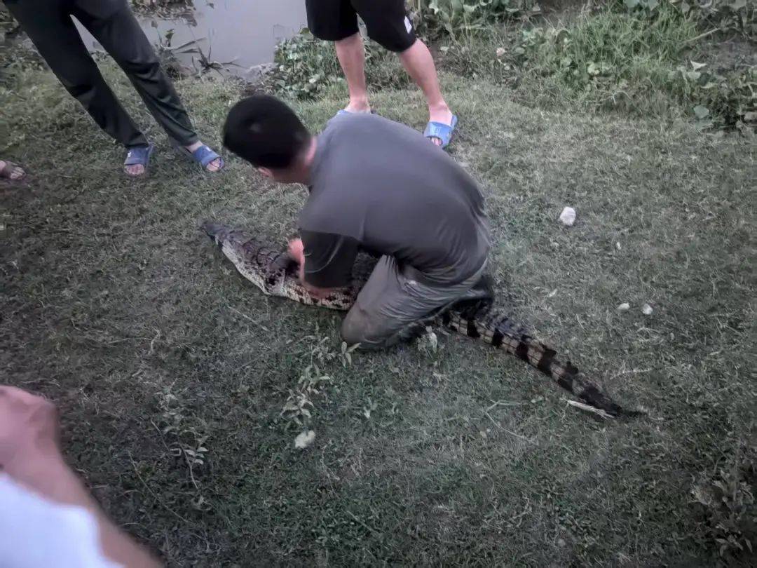 皇冠信用网需要押金吗_武汉发现5条鳄鱼皇冠信用网需要押金吗,已“落网”!系人为放生