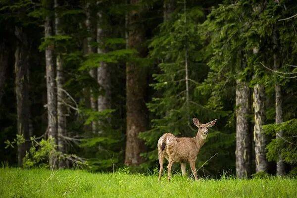 皇冠信用网需要押金吗_武汉发现5条鳄鱼皇冠信用网需要押金吗,已“落网”!系人为放生