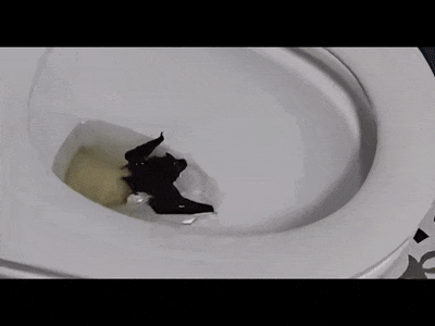 welcome皇冠注册_一旦被咬伤就是Ⅲ级暴露!家中闯入“不速之客”welcome皇冠注册,千万别徒手抓