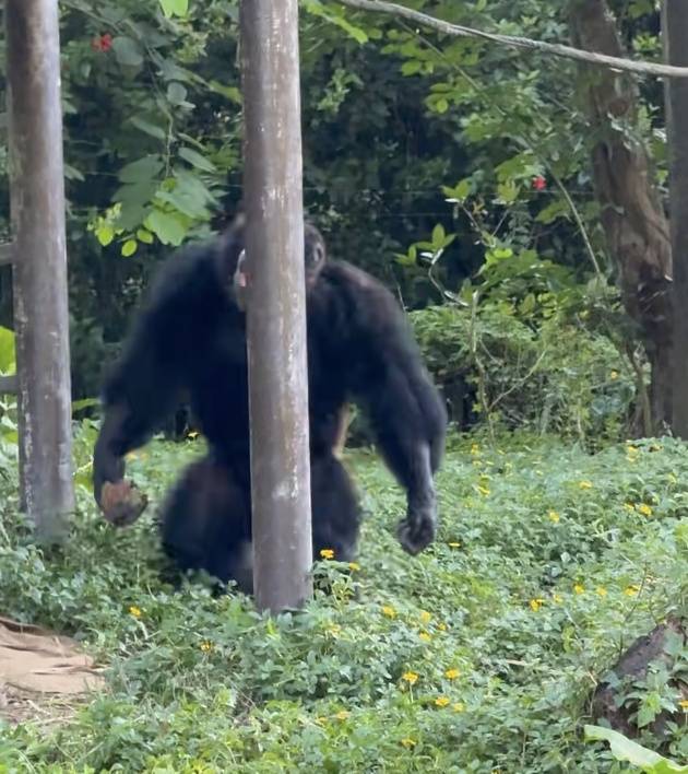信用网如何申请_黑猩猩丢石头砸伤1岁幼童信用网如何申请,广州长隆回应
