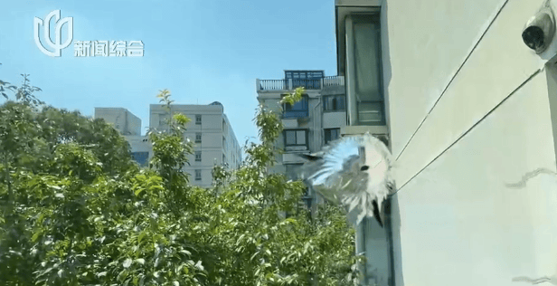 体育皇冠信用网_叶某(60岁)已被刑拘体育皇冠信用网!监控曝光…网友怒斥如此行径太恶劣