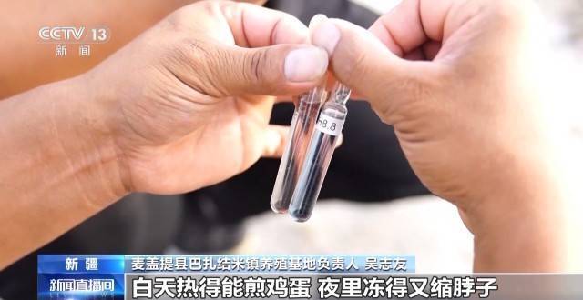 皇冠信用网址_砥砺奋进七十载 天山南北谱华章丨沙漠里养虾让百姓的日子越过越红火