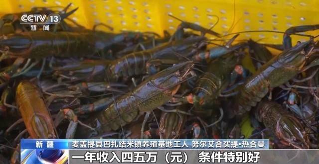 皇冠信用网址_砥砺奋进七十载 天山南北谱华章丨沙漠里养虾让百姓的日子越过越红火