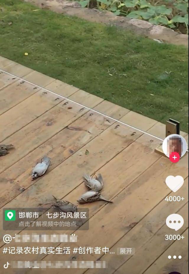 皇冠信用网登_一群麻雀飞着飞着纷纷坠亡皇冠信用网登,林业部门:可能是中毒了,将联合公安调查