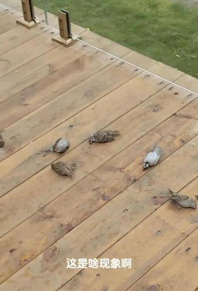 皇冠信用网登_一群麻雀飞着飞着纷纷坠亡皇冠信用网登,林业部门:可能是中毒了,将联合公安调查
