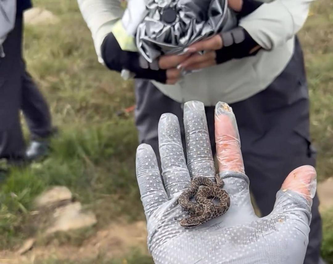 如何申请到皇冠信用網_驴友爬山捡到小蛇后轮流抚摸 专家:是短尾蝮蛇如何申请到皇冠信用網,有剧毒