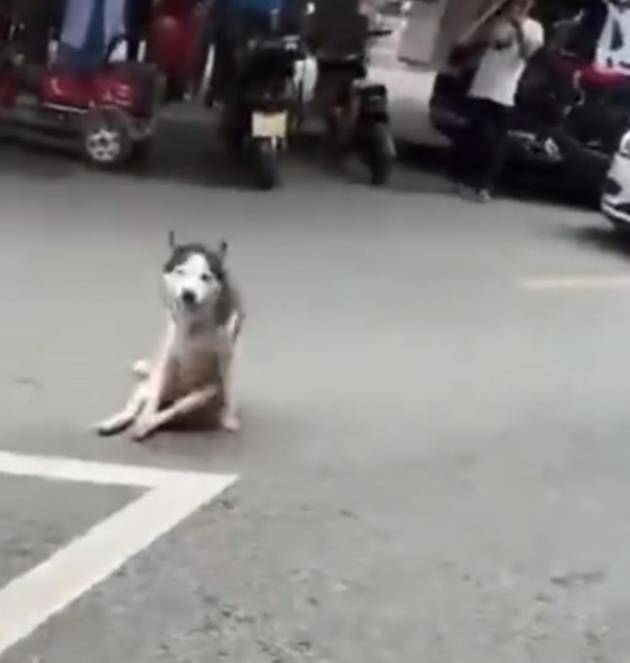 皇冠信用网注册
_成都龙泉驿一店主街头砍流浪狗皇冠信用网注册
,周边商户:狗几天前才到街上,应该才走失不久