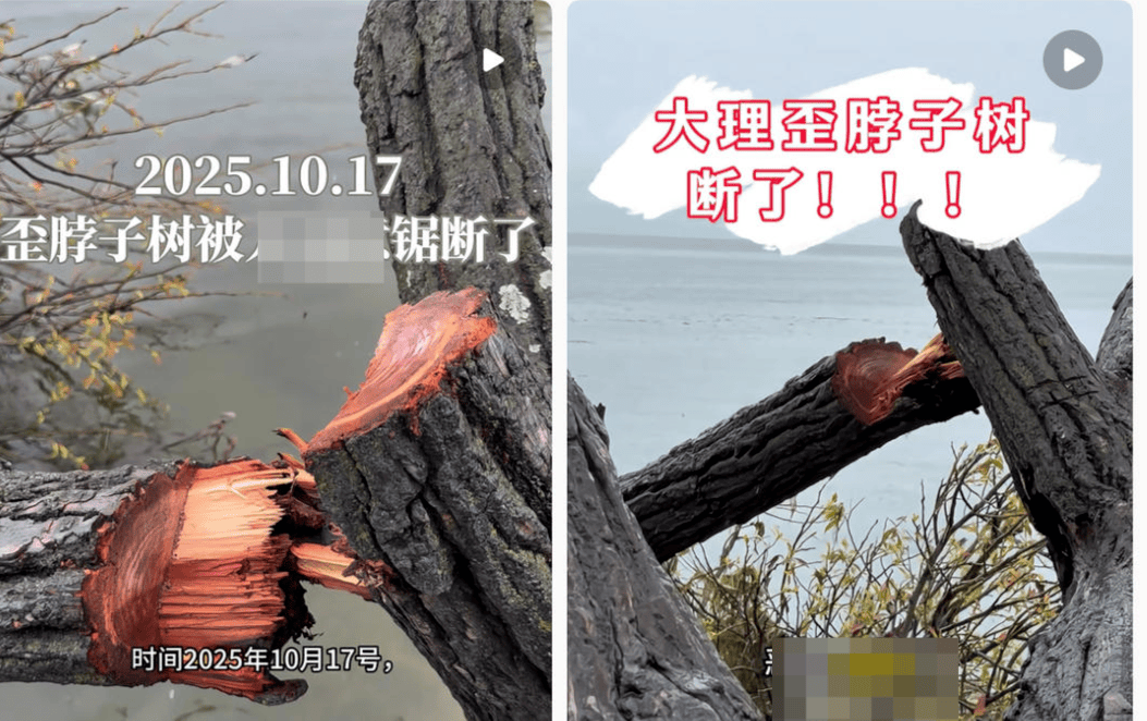 体育皇冠信用网
_大理洱海摄影师反映网红“歪脖子树”多处被锯 洱海管理局工作人员:情况正在核查