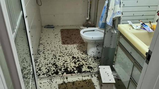 世界杯信用网
_惊世界杯信用网
!空置两个月的房子竟被蜜蜂当成了 “豪华别墅”