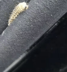 皇冠会员如何申请
_汽车被虫子啃得都是窟窿皇冠会员如何申请
,“一边咬一边往里钻”!很多人中招