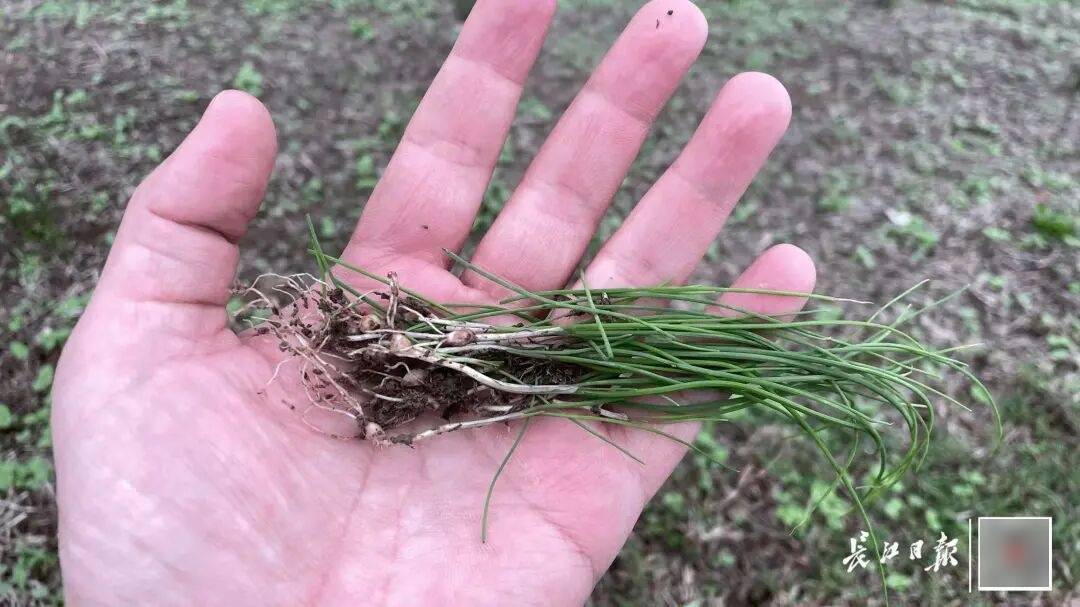 皇冠信用盘账号开通
_下雨也要挖皇冠信用盘账号开通
,有人跑遍武汉三镇!专家:不建议吃