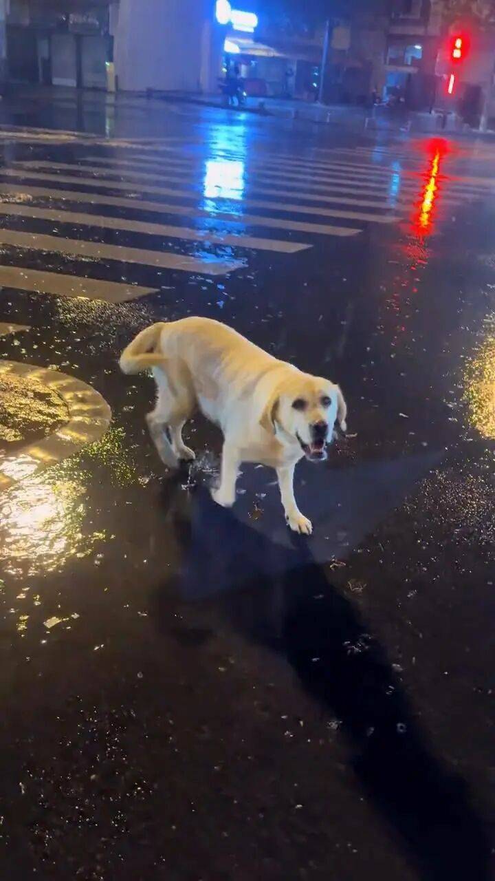 信用平台出租
_青岛一只拉布拉多犬走失三月后信用平台出租
,长沙街头被网友发现并收留,目前犬只已被送回犬主身边