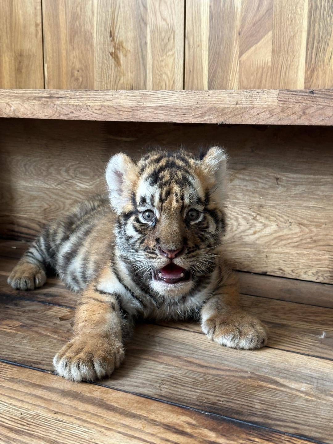 皇冠信用盘开户
_女子花2000余元认养东北虎2年却被隐瞒死讯 当事人称园方未主动反馈情况皇冠信用盘开户
,认为死因存疑